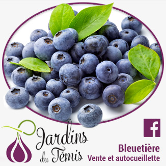 Bleueti&egrave;re &ndash; Autocueillette de bleuets- Jardins du T&eacute;mis - D&eacute;gelis