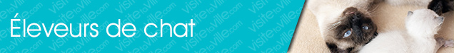Éleveur de chat Montreal-Ville-Marie - Visitetaville.com